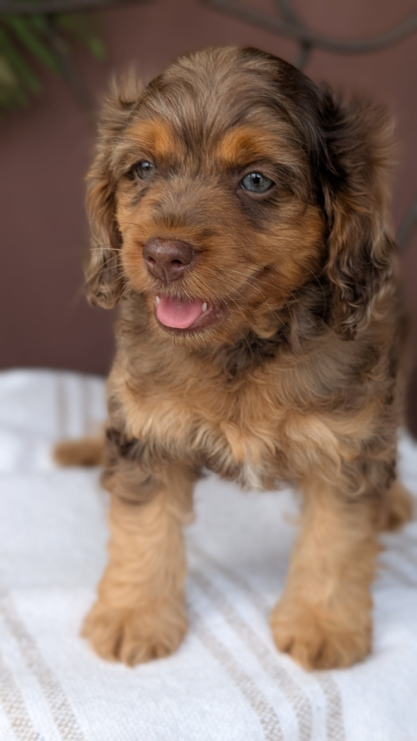 COCKAPOO (MAY 10) MALES