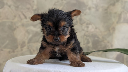 YORKSHIRE TERRIER (APR 26) FEMALES