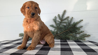 IRISH SETTER (NOV 02) FEMALE