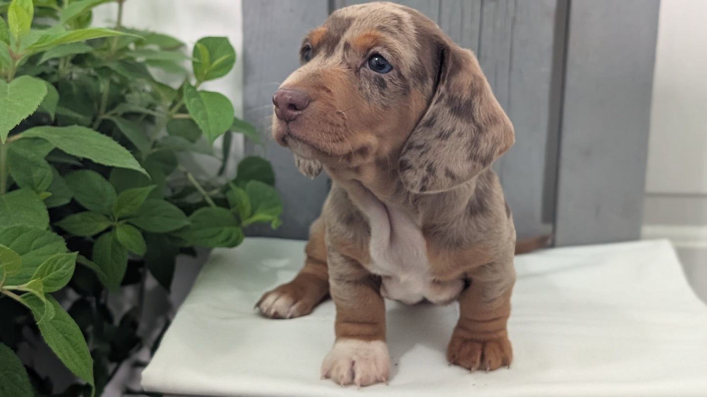 MINI DACHSHUND (MAR 23) MALES