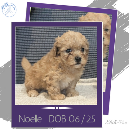 SHIH-POO (06/25) FEMALE