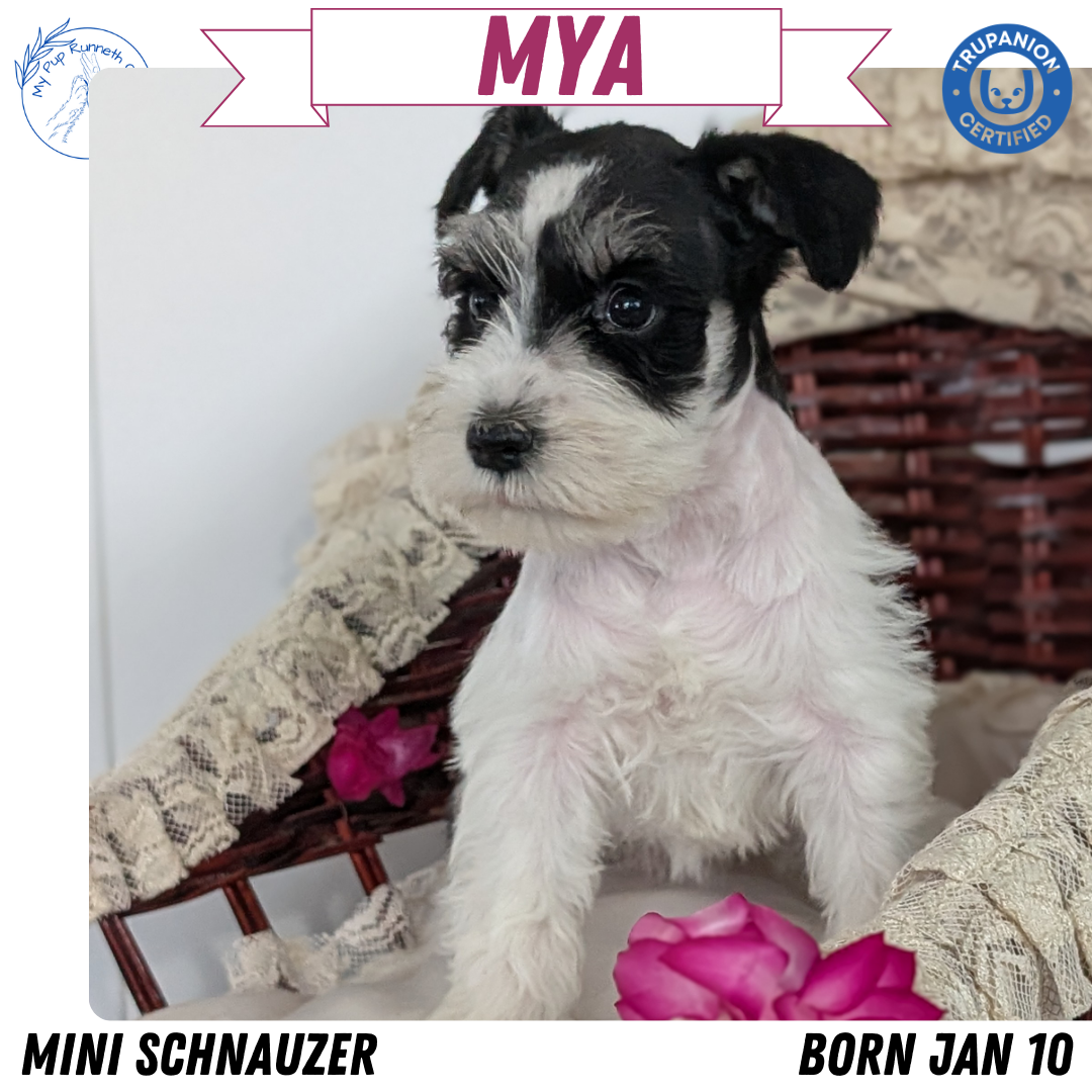 MINI SCHNAUZER (JAN 10) FEMALES