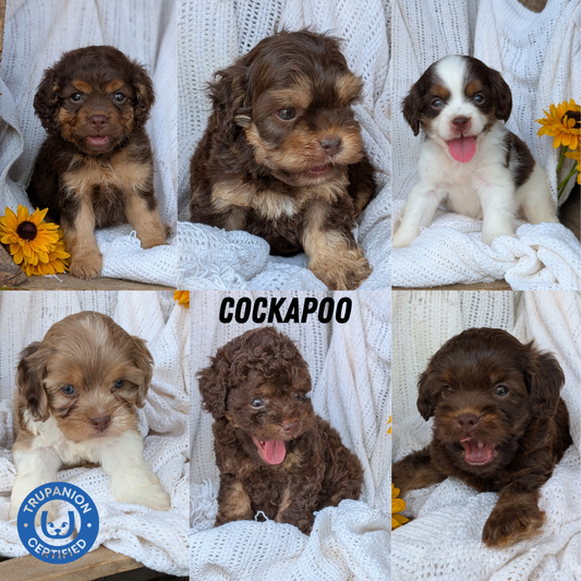COCKAPOO (06/02) FEMALE