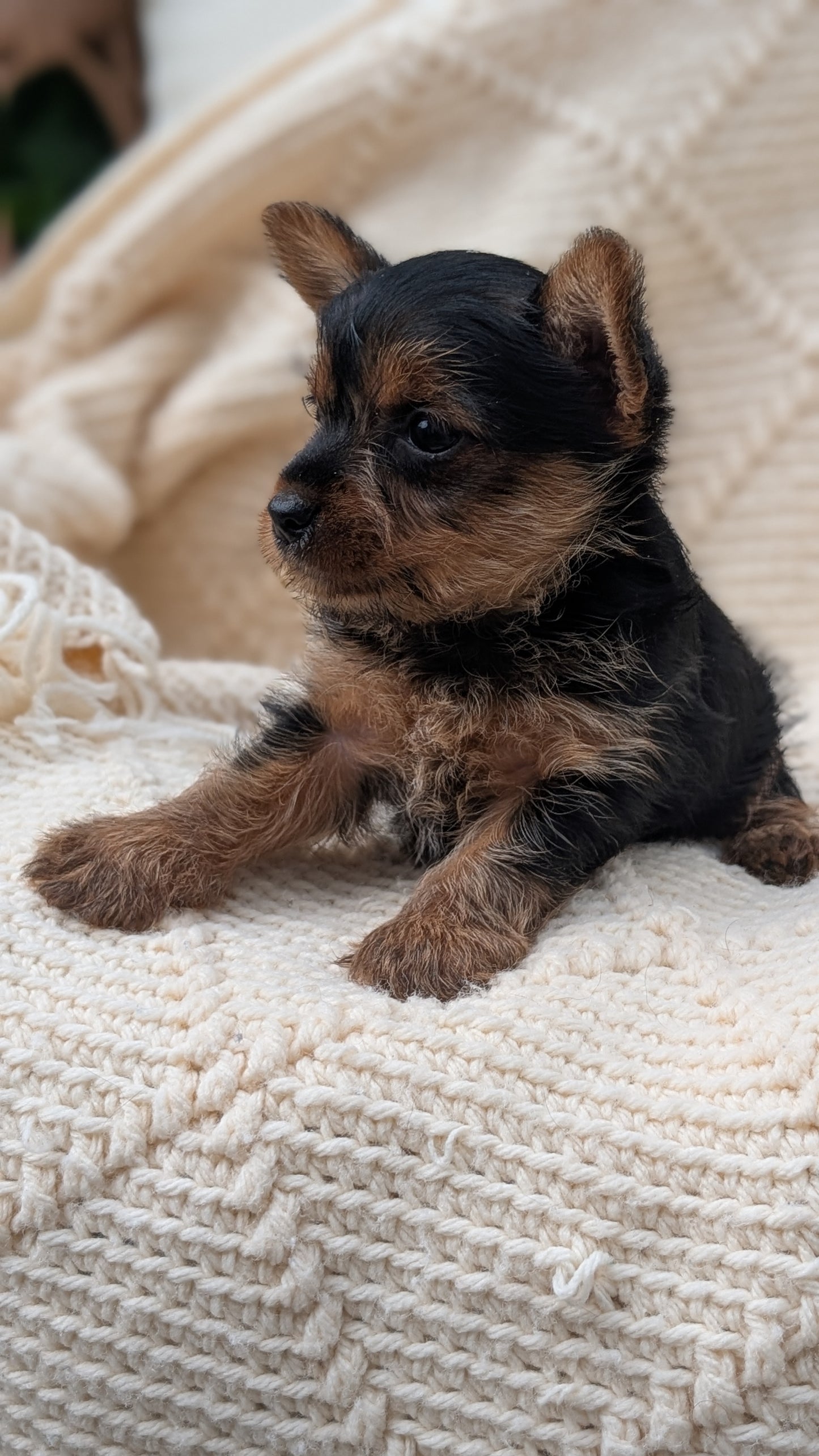 YORKSHIRE TERRIER (MAY 20) FEMALE