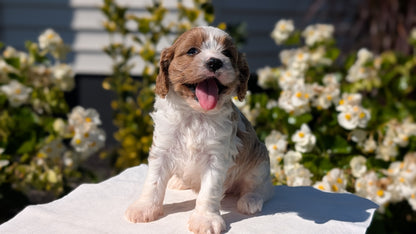 CAVAPOO (AUG 20) 2 MALES/1 FEMALE
