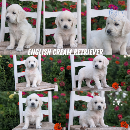 ENGLISH CREAM RETRIEVER (AUG 19) 3 MALES/4 FEMALES