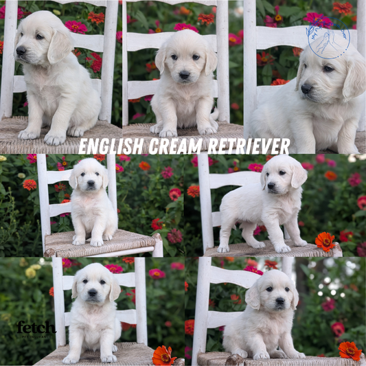 ENGLISH CREAM RETRIEVER (AUG 19) 3 MALES/4 FEMALES