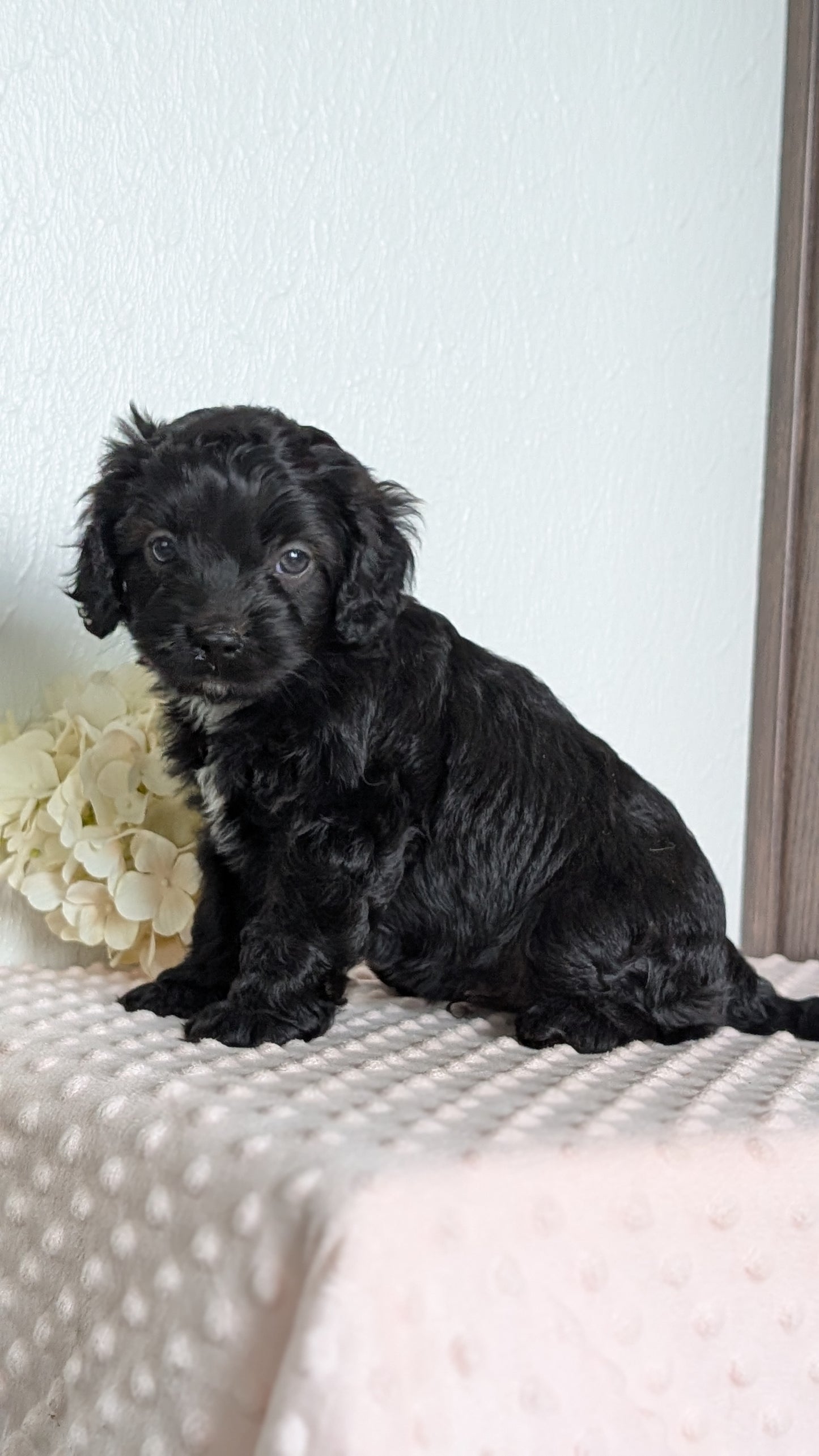 CAVAPOO (APR 02) MALES