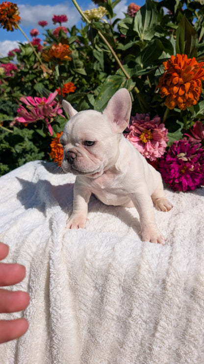 FRENCH BULLDOG (07/08) FEMALE