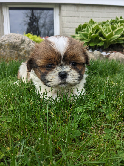 SHIH TZU (03/17) MALE