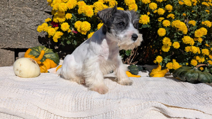MINI SCHNAUZER (08/06) MALE