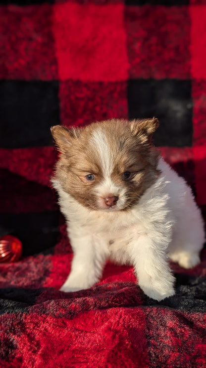 POMERANIAM (10/02) MALE