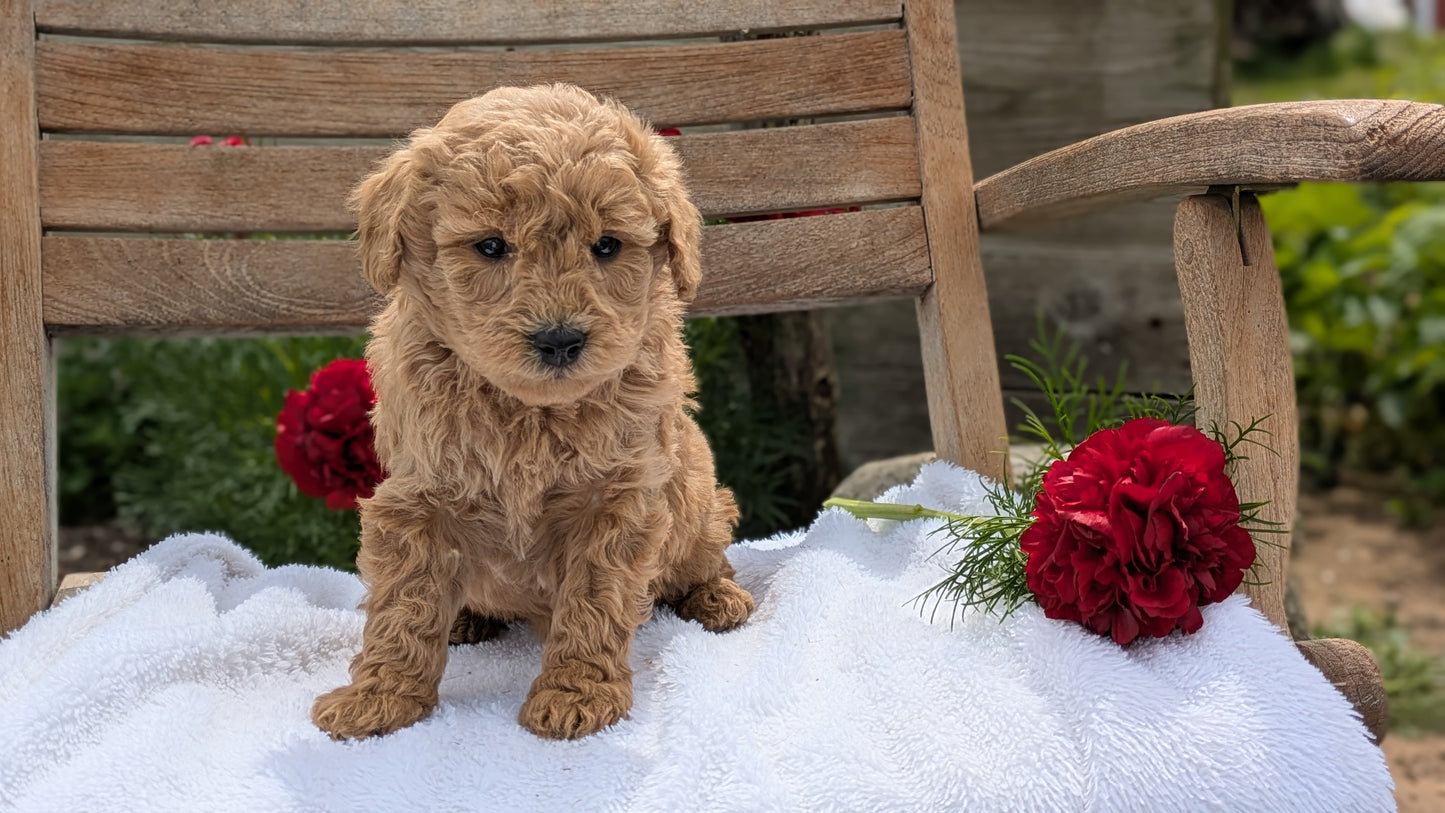 MINI POODLE (03/30) FEMALE