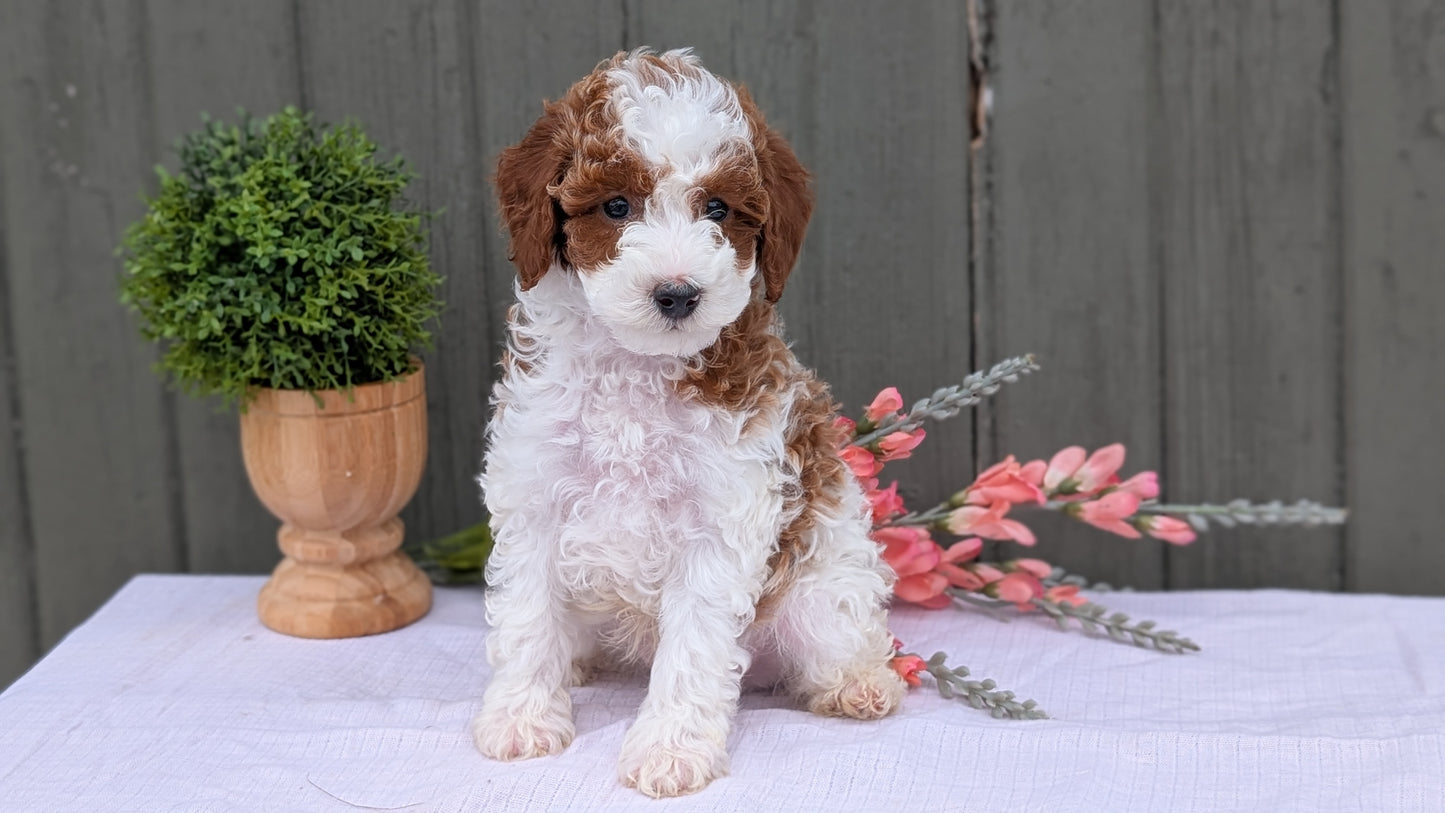 MINI POODLE (MAY 08) MALES