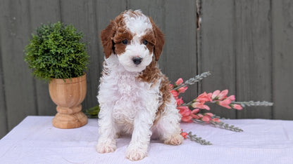 MINI POODLE (MAY 08) MALES