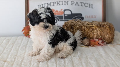 SHIHPOO (07/26) MALE