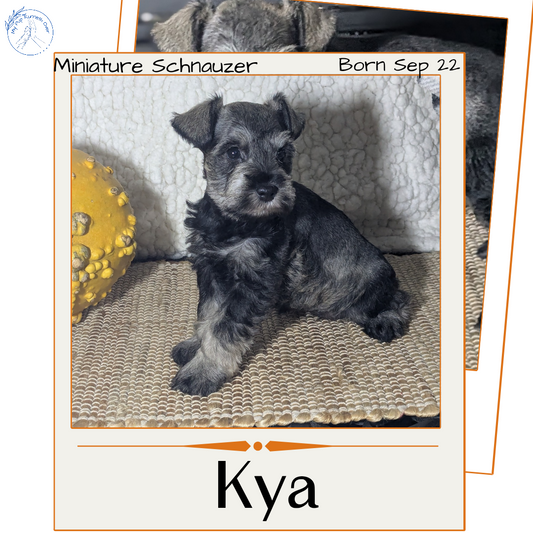 MINI SCHNAUZER (09/22) FEMALE