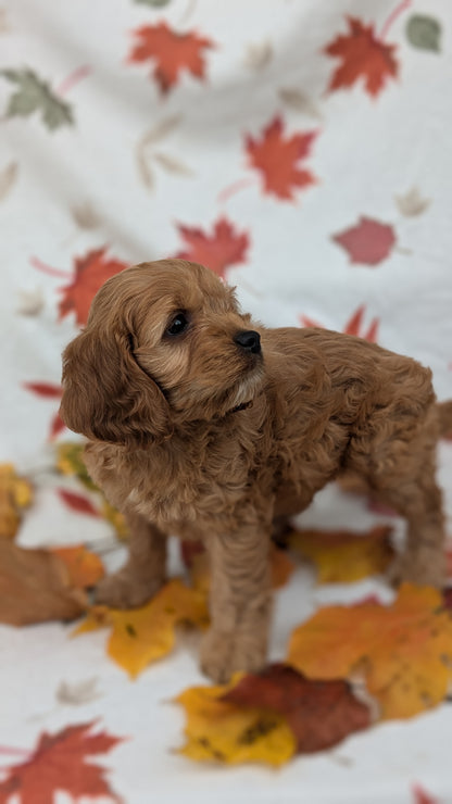 COCKAPOO (08/03) MALE