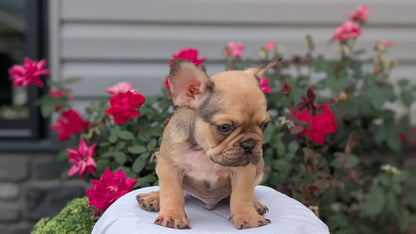 FRENCH BULLDOG (JUN 26) 2 MALES