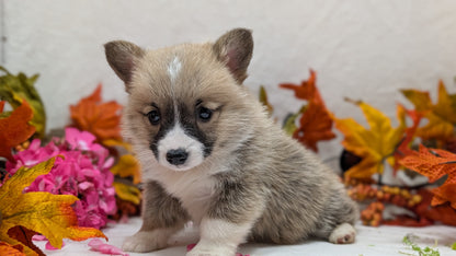 CORGI (09/17) MALE