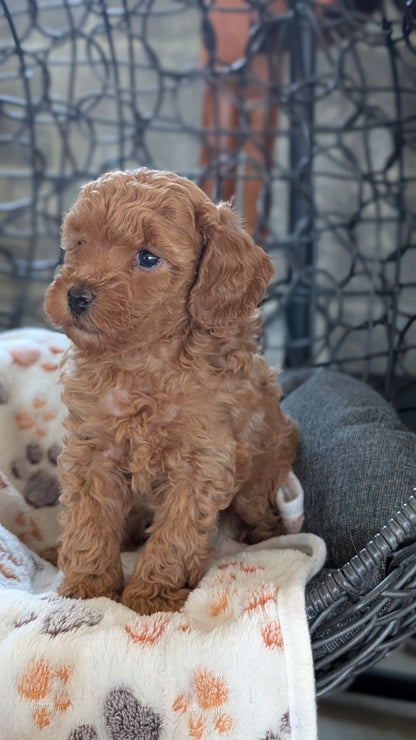 TOY POODLE (SEP 10) 4 MALES/2 FEMALES