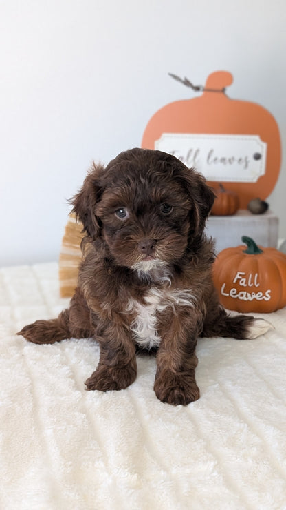 SHIHPOO (07/26) FEMALE