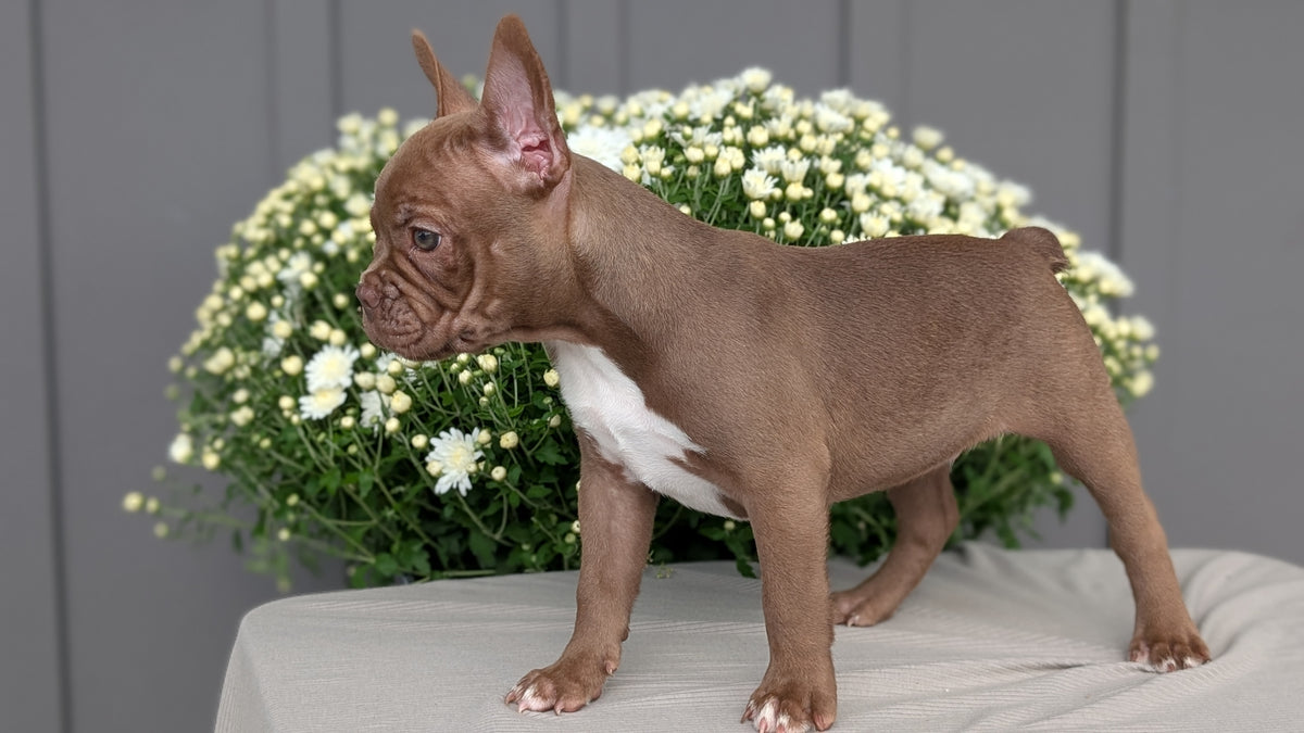 FRENCHTON (JUL 14) 2 MALES/1 FEMALE