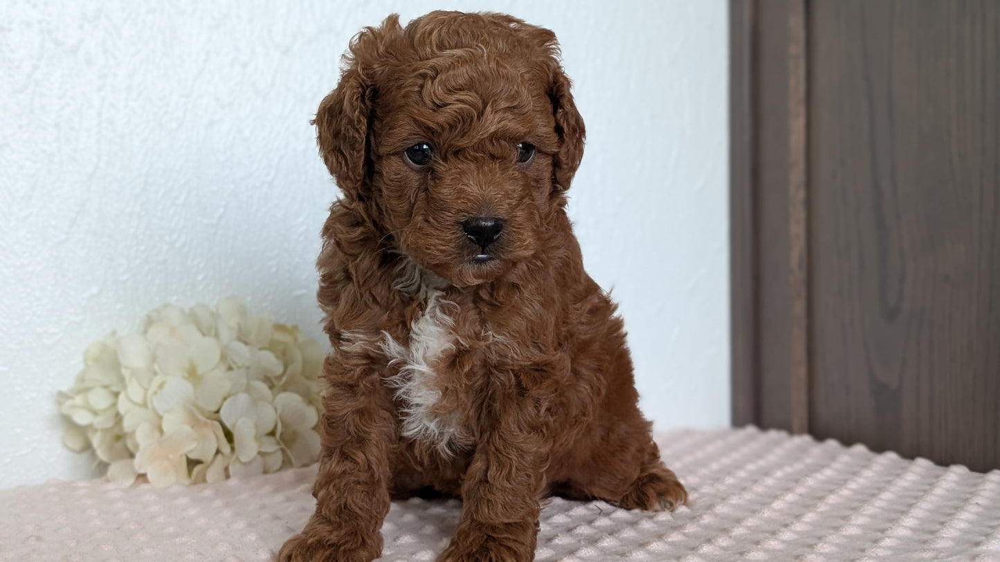 CAVAPOO (APR 12) MALE