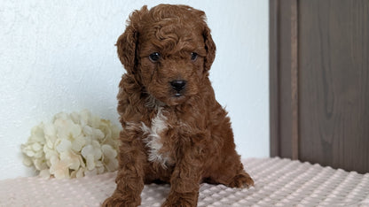 CAVAPOO (APR 12) MALE