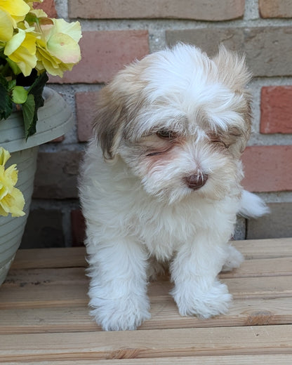 HAVANESE (APR 09) MALES