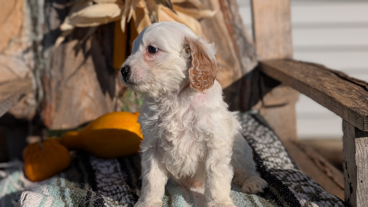 CAVAPOO (OCT 02) MALES