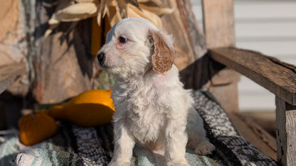 CAVAPOO (OCT 02) MALES