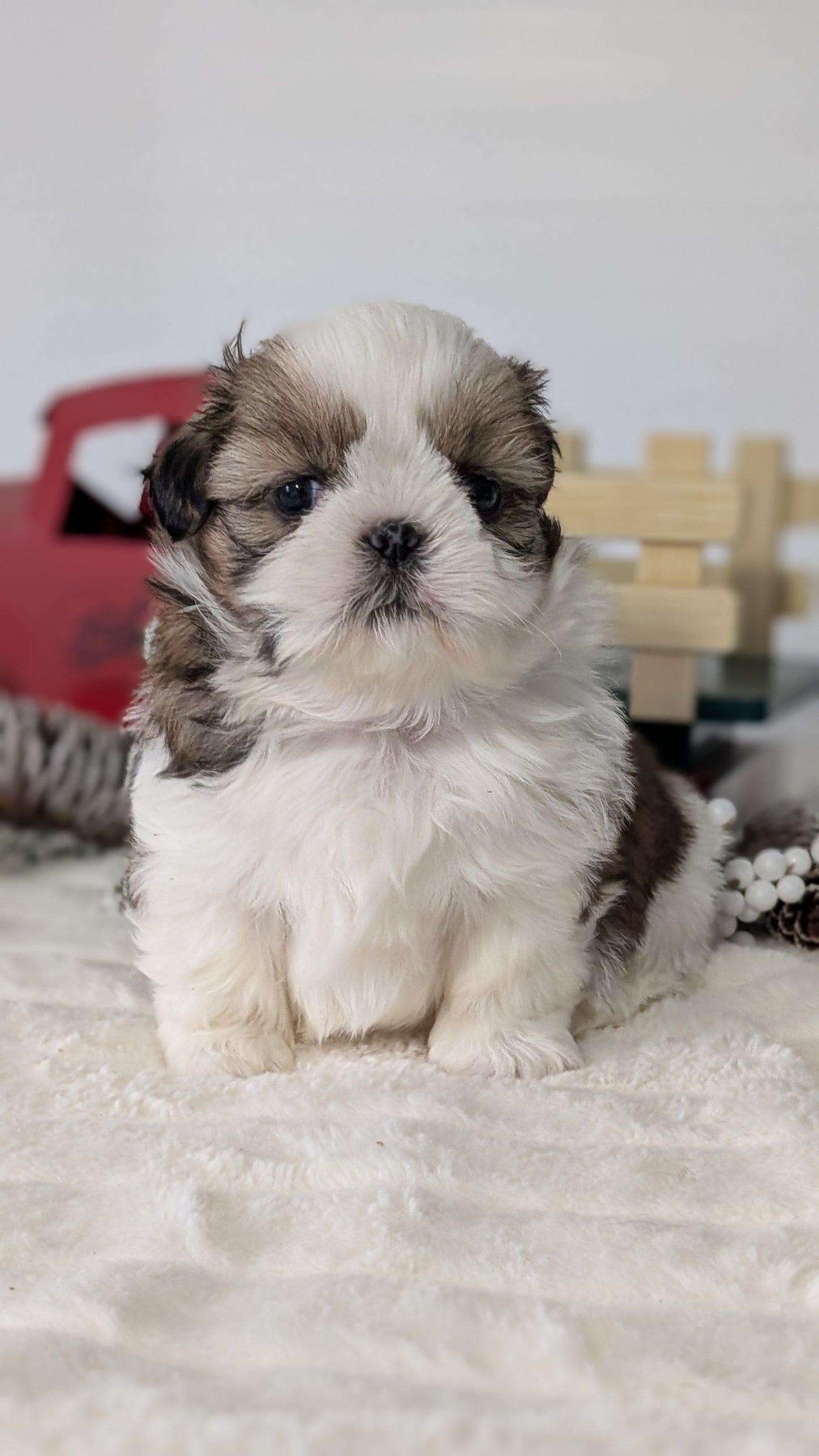 SHIH TZU (DEC 03) MALES
