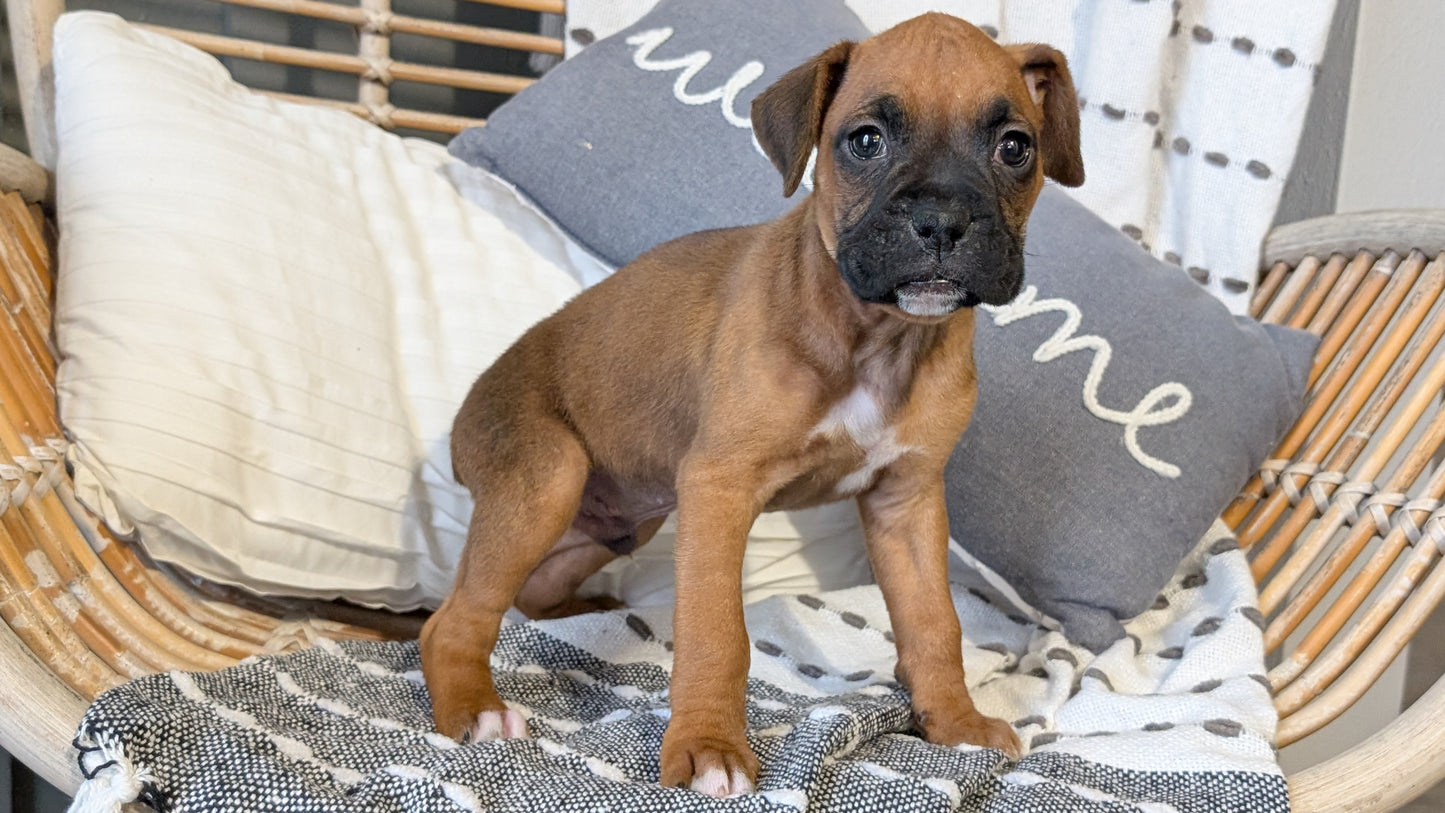 BOXER (OCT 12) MALES