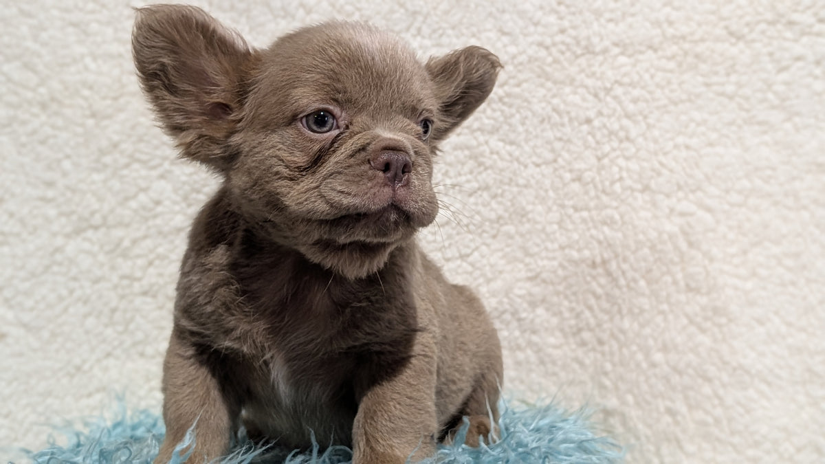 FRENCH BULLDOG (JUN 06) FEMALES