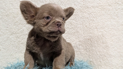 FRENCH BULLDOG (JUN 06) FEMALES