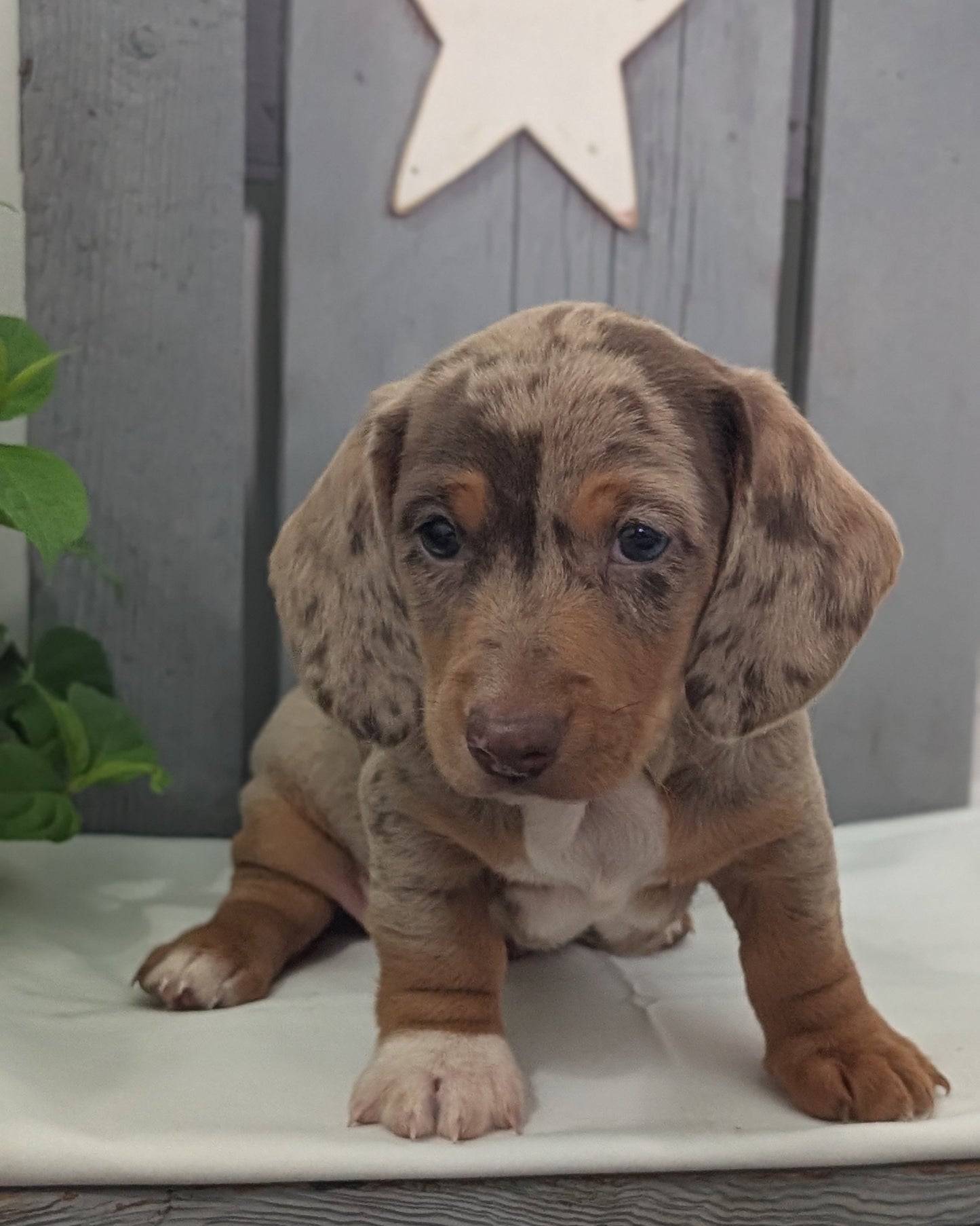 MINI DACHSHUND (MAR 23) MALES