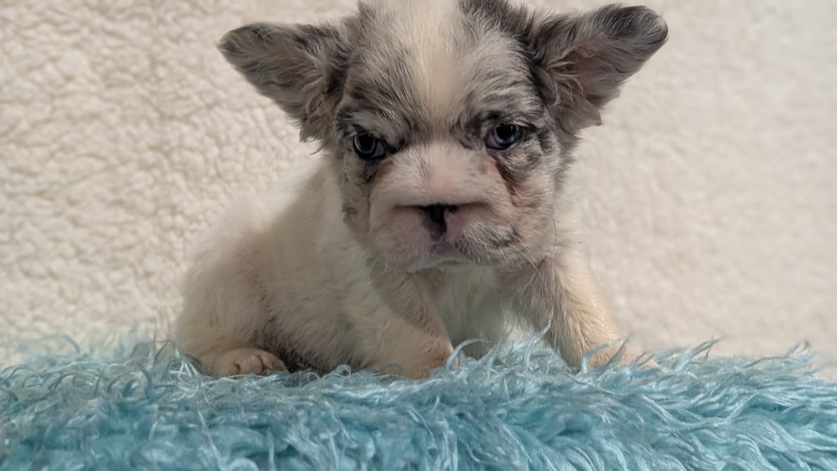 FRENCH BULLDOG (JUN 06) MALES
