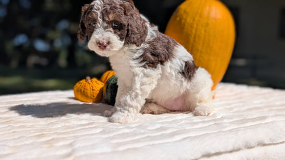 MINI BERNEDOODLE (07/25) FEMALE