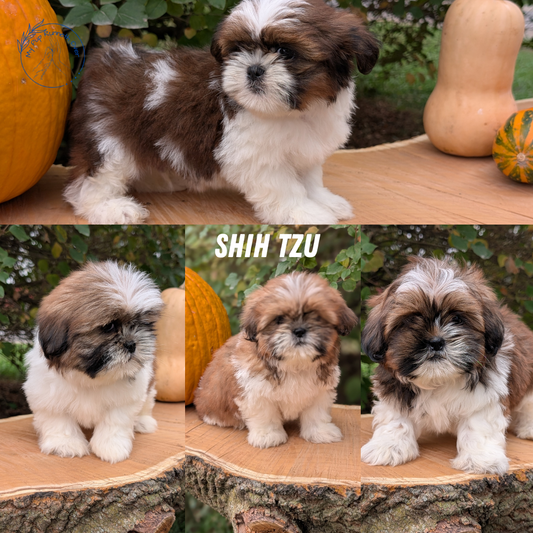 SHIH TZU (08/19) FEMALE
