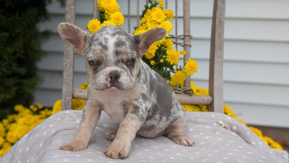 FRENCH BULLDOG (07/29) FEMALE