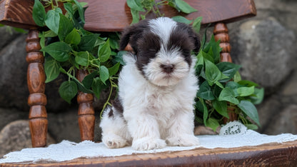 HAVANESE (APR 09) FEMALE