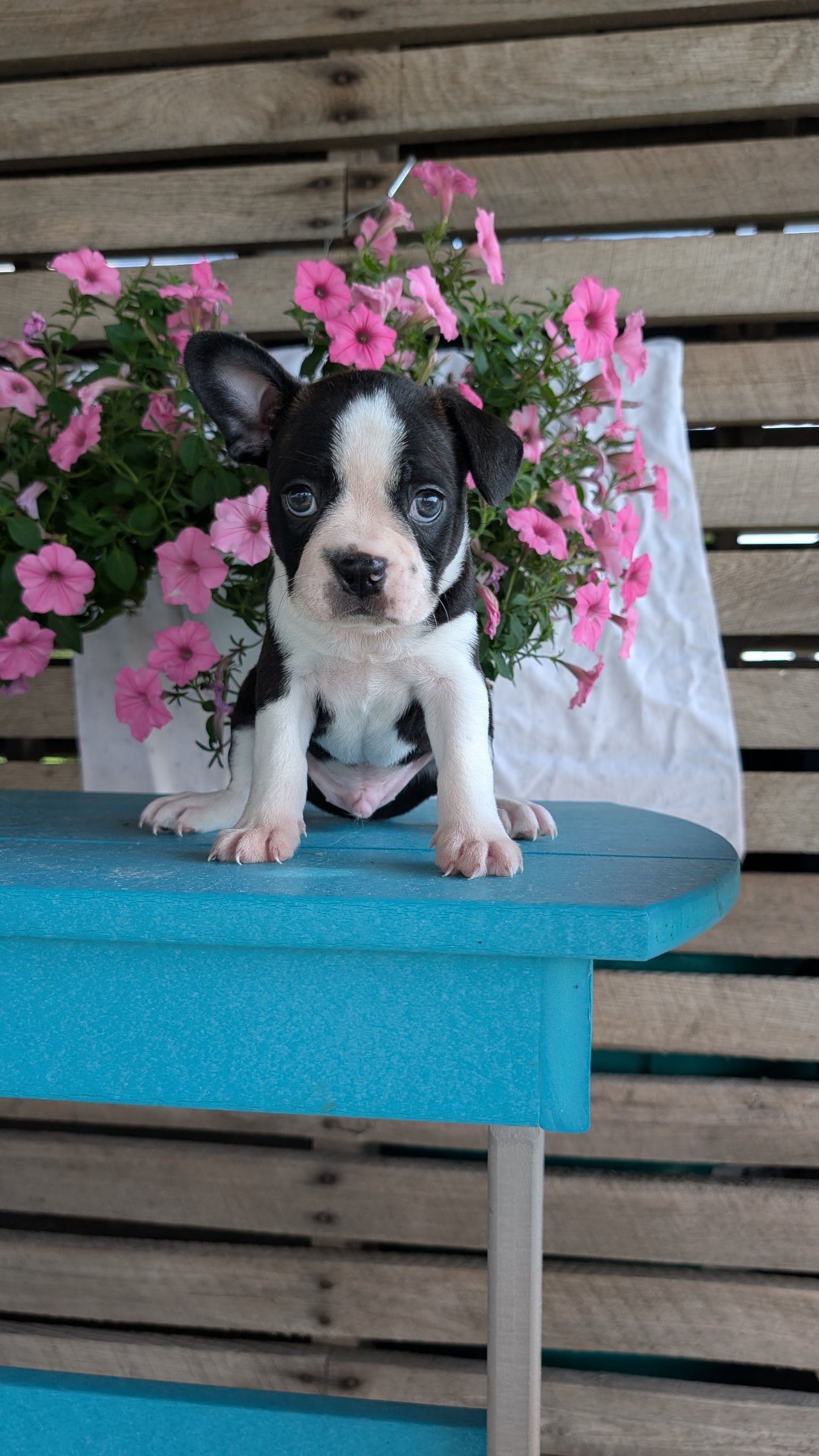 BOSTON TERRIER (06/29) MALE