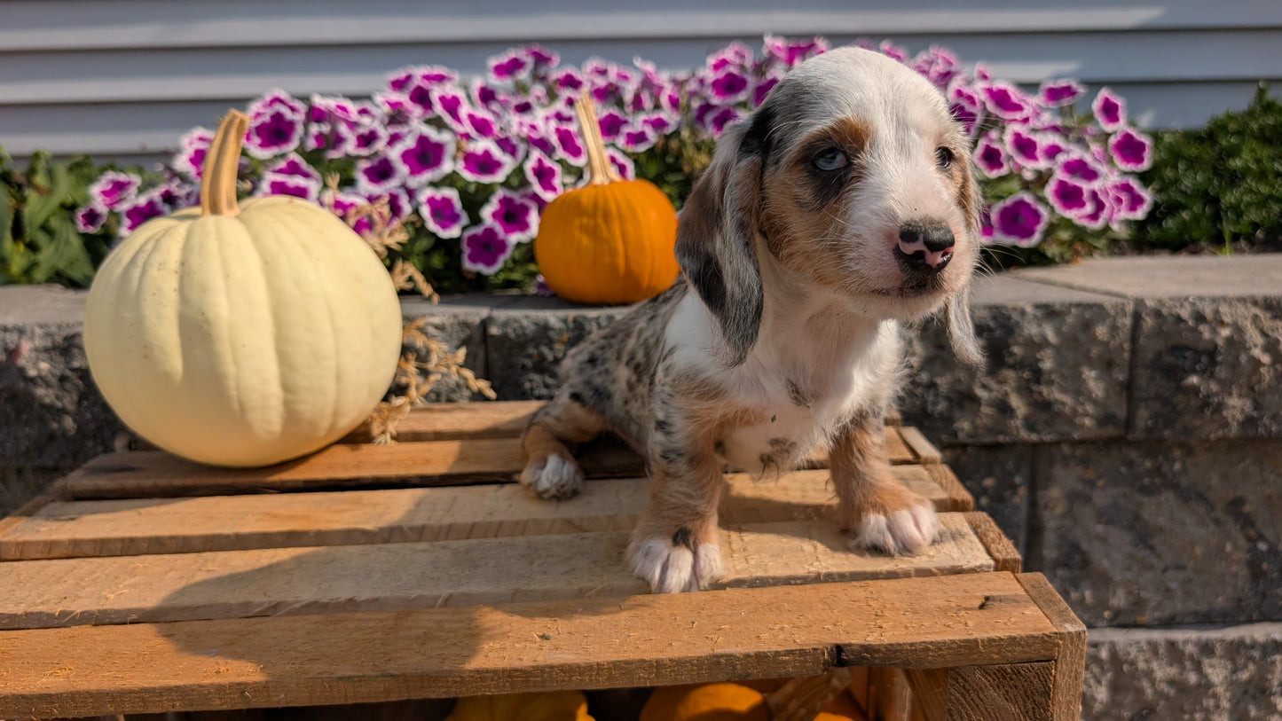 MINI DACHSHUND (08/19) FEMALE