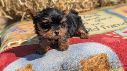 YORKSHIRE TERRIER (02/20) MALE