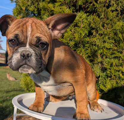 FRENCH BULLDOG (07/15) MALE