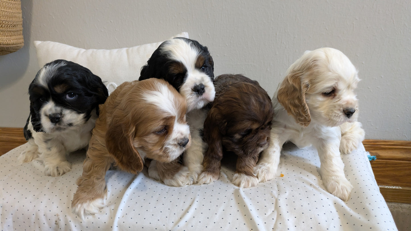COCKER SPANIEL (02/14) MALE