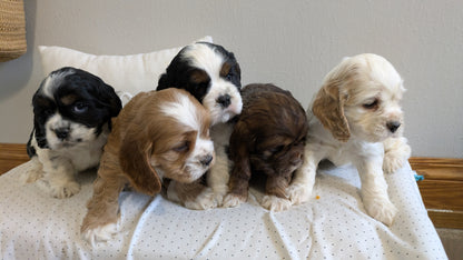 COCKER SPANIEL (02/14) MALE