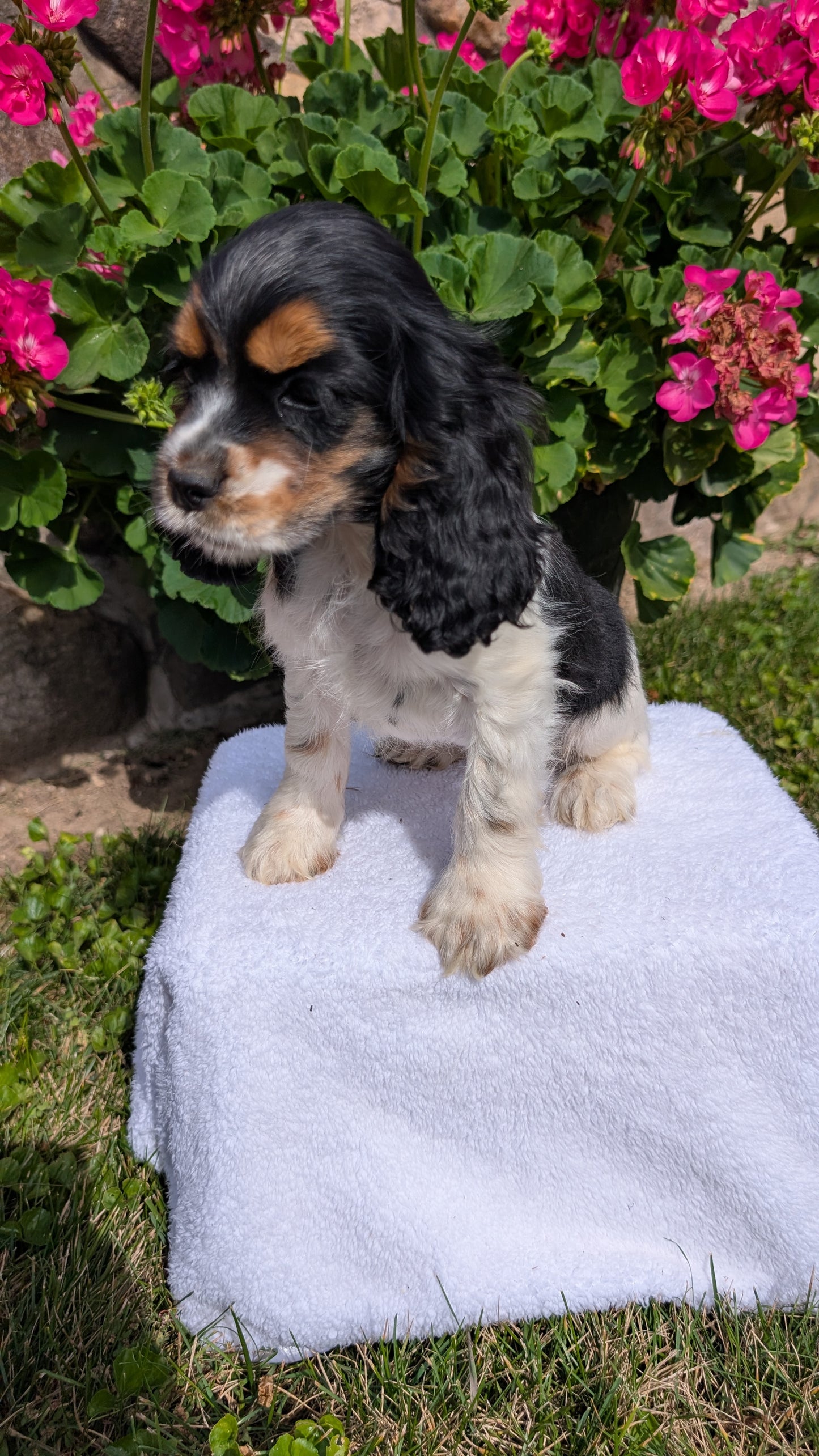 COCKER SPANIEL (07/16) FEMALE