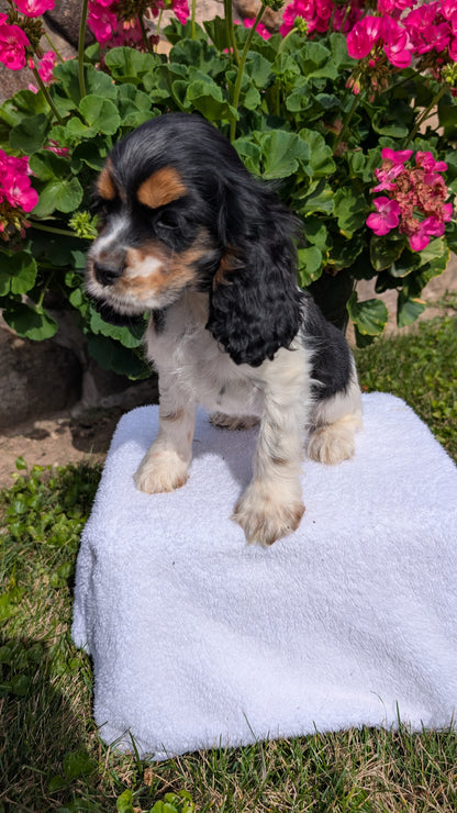 COCKER SPANIEL (07/16) FEMALE